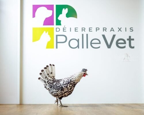 pallevet shoot 1 (32 of 73)